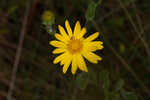 Cottony goldenaster